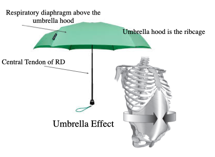 Umbrella Breath Explanation